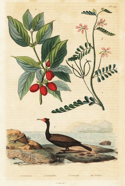 Kormoran, Kornelkirsche und Skorpionswicke von Auguste Dumenil