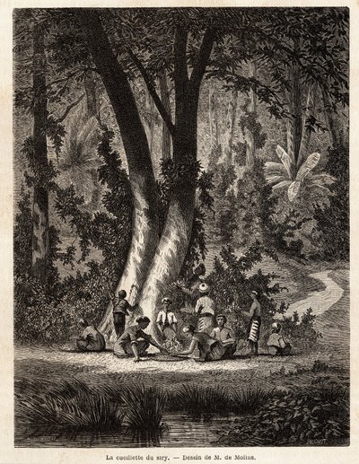 Das Pflücken von Syri oder Betel, dessen mit Kalk beschichtetes Blatt für die Herstellung von lokalem Chic unerlässlich ist. Zeichnung von M. de Molins, zur Illustration seiner Reise nach Java von Auguste de Molins