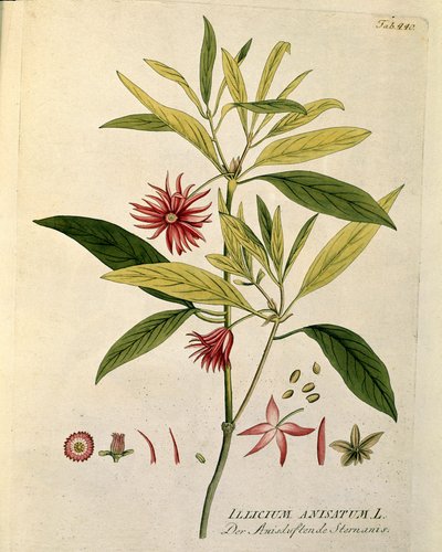 Botanik: „Sternanis“ (Illicium anisatum), Tafel aus „Medicinalium secundum Linnaei digestarum“ von Joseph Jacobi Plenck (1735-1807) 1788-1803, Privatbesitz von Austrian School