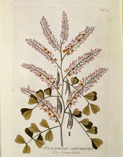 Botanik: „Campeche“ (Haematoxylon campechianum), Tafel aus „Medicinalium secundum Linnaei digestarum“ von Joseph Jacobi Plenck (1735-1807) 1788-1803, Privatbesitz von Austrian School