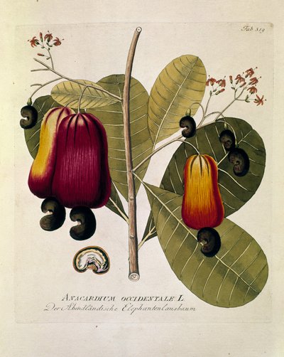 Botanik: „Cashewnüsse“ (Western Anacardium) Tafel gezeichnet aus „Medicinalium secundum Linnaei digestarum“ von Joseph Jacobi Plenck (1735-1807) 1788-1803 Private Sammlung von Austrian School