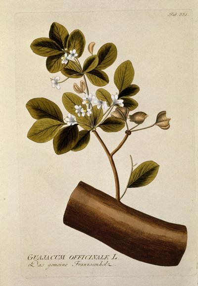 Botanik: „Guajakum officinale“, Tafel aus „Medicinalium secundum Linnaei digestarum“ von Joseph Jacobi Plenck (1735-1807) 1788-1803, Privatbesitz von Austrian School