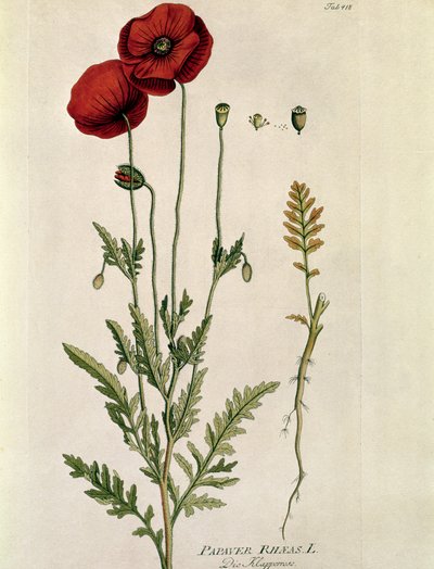 Botanik: „Roter Mohn“ (Papaver rhoeas) Tafel aus „Medicinalium secundum Linnaei Digestarum“ von Joseph Jacobi Plenck (1735-1807) 1788-1803 Private Sammlung von Austrian School