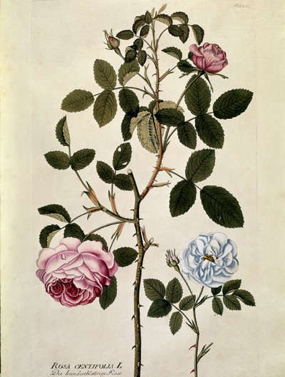 Botanik: Rose mit hundert Blättern (Rosa centifolia) Tafel aus „Medicinalium secundum Linnaei digestarum“ von Joseph Jacobi Plenck (1735-1807) 1788-1803 Private Sammlung von Austrian School