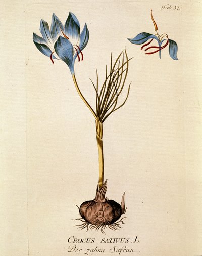 Botanik: „Safran“ (Crocus sativum) Tafel aus „Medicinalium secundum Linnaei digestarum“ von Joseph Jacobi Plenck (1735-1807) 1788-1803 Privatsammlung von Austrian School