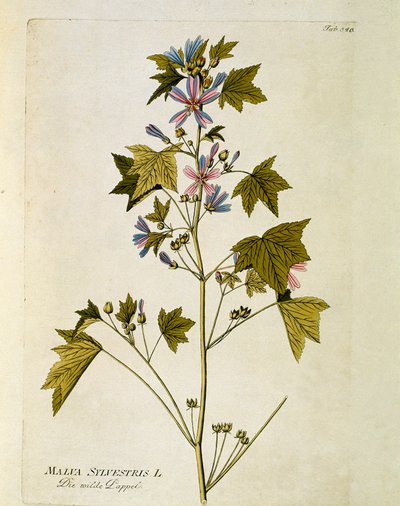 Botanik: „Große Malve“ (Malva sylvestris), Tafel aus „Medicinalium secundum Linnaei digestarum“ von Joseph Jacobi Plenck (1735-1807) 1788-1803, Privatbesitz von Austrian School