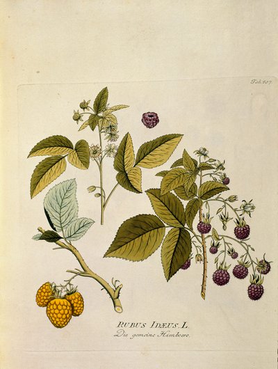 Botanik: „Himbeere“ (Rubus idaeus) Tafel aus „Medicinalium secundum Linnaei digestarum“ von Joseph Jacobi Plenck (1735-1807) 1788-1803 Privatsammlung von Austrian School
