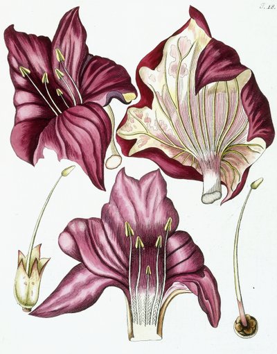 Figur 18, aus "Collectanea ad Botanicam, Chemiam, et Historiam Naturalem spectantia, cum figuris", 1786-1796 von Austrian School