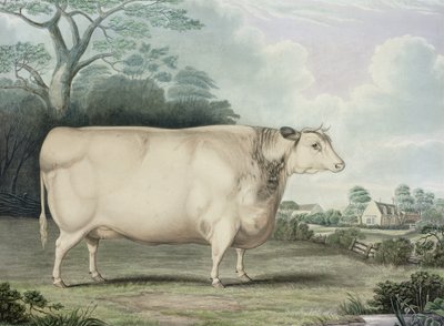 Die Habertoft-Kurzhorngesellschaftskuh, graviert von C. Hunt, 1842 von B. Hubbard