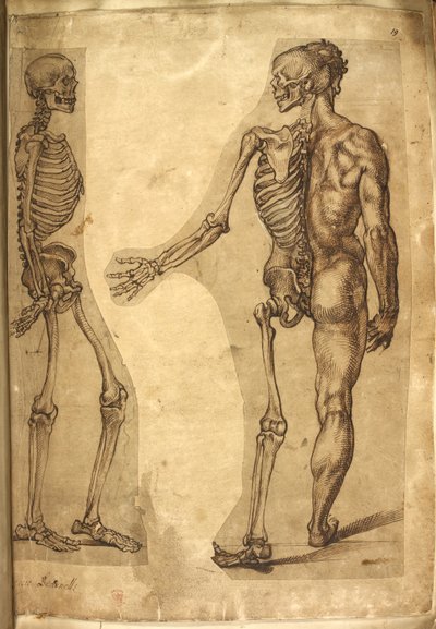 Menschliches Skelett und Halbfigur, aus 