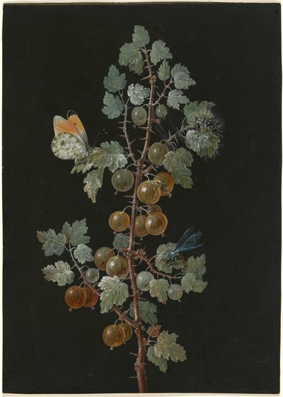 Ein Zweig Stachelbeeren mit einer Libelle, einem Aurorafalter und einer Raupe von Barbara Dietzsch