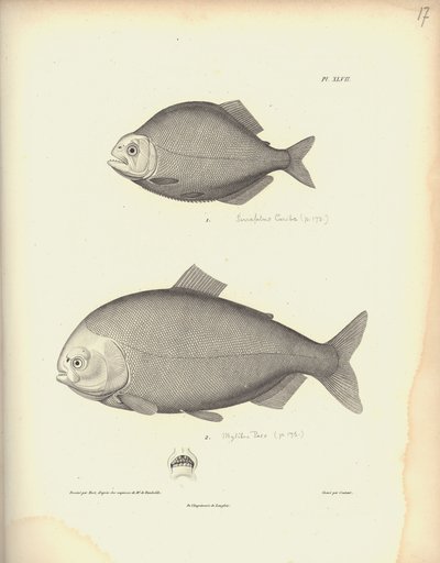 Characidae, Pl. XLVII, stahlgraviert von Coutant nach einer Gravur von Nicola Huet, Illustration aus 