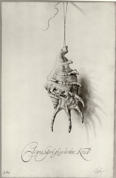 Studie einer Muschel 