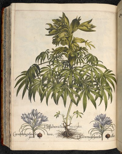 Helleboraster maximus, aus Hortus Eystettensis, Basilius Besler von Basilius Besler