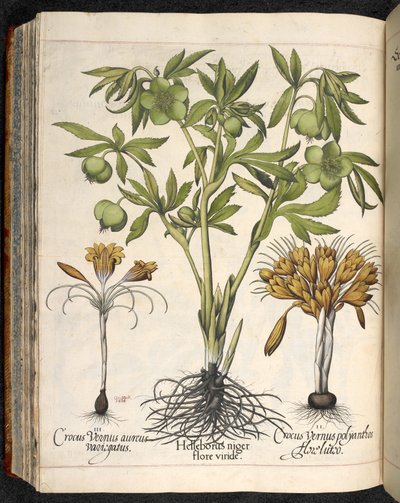 Helleborus niger, Crocus vernus, aus Hortus Eystettensis, von Basilius Besler von Basilius Besler