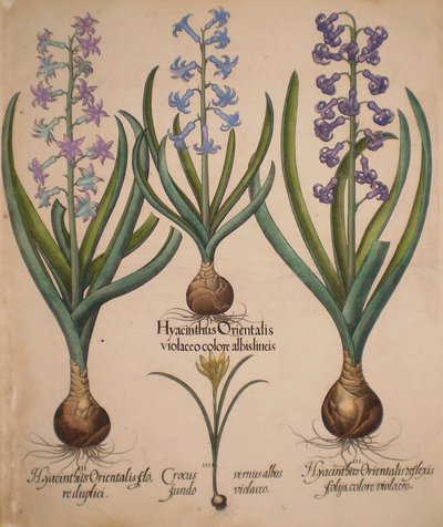Hyacinthus orientalis floreduplici-Hyacinthus orientalis violaceo albislienis-Crocus vernus albus fundo violaceo-Hyacinthus orientalis reflexis folys colore violaceo von Basilius Besler
