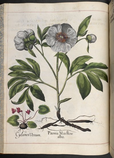 Tafel 106: Cyclamen Vernum, Paonia Mas flore albo, aus Hortus Eystettensis, von Basilius Besler von Basilius Besler