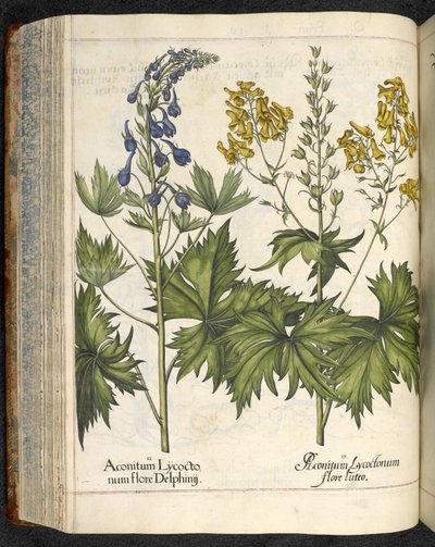 Wolfsbane, Illustration aus 