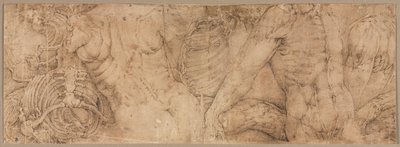 Torsos mit Rippenkäfigen von Battista Franco
