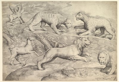 Sechs Tiere, darunter Löwen, ein Tiger, ein Leopard, ein Greif und eine Ziege, ca. 1530-61 von Battista Franco Veneziano