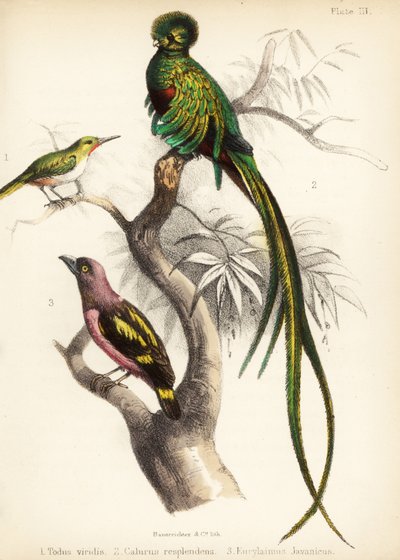 Jamaika-Todi, Prachtquetzal und Bindenbreitrachen. 1855 von Bauerrichter