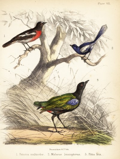 Pazifik-Rotkehlchen, Weißflügel-Fee und Regenbogenpitta von Bauerrichter