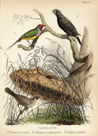 Geselliger Weber, großer Bodenfink und Gouldian-Fink. 1855 (Lithographie) von Bauerrichter