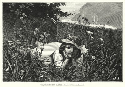 Eine Blume der Felder (Lithografie) von Benjamin  Constant