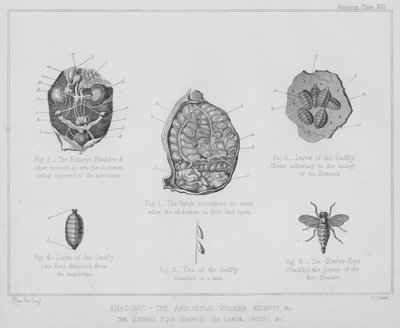 Anatomie, die Bauchorgane, Nieren usw., der Oestrus equi, Bremse, Eier, Larven, Bots usw. von Benjamin Herring