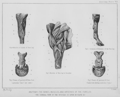 Anatomie, die Knochen, Muskeln und Arterien des Vorderbeins (Litho) von Benjamin Herring