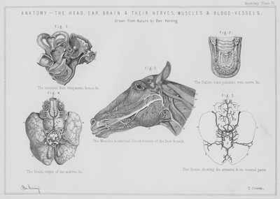 Anatomie, der Kopf, das Ohr, das Gehirn und ihre Nerven, Muskeln und Blutgefäße von Benjamin Herring