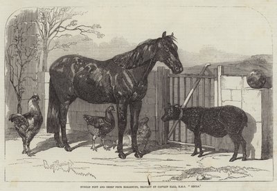 Russisches Pony und Schaf aus Bomarsund, gebracht von Kapitän Hall, HMS Hecla von Benjamin Herring
