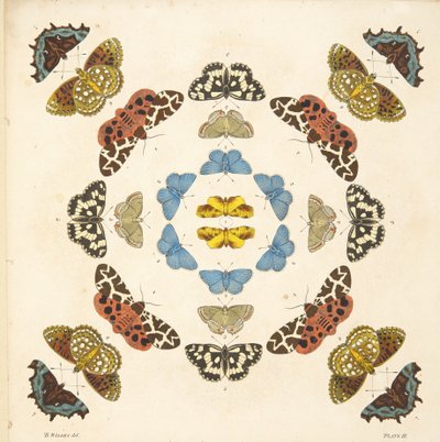 Detail von Tafel III, aus A Rare Depiction of Butterflies and Moths, veröffentlicht 1764 von Benjamin Wilkes
