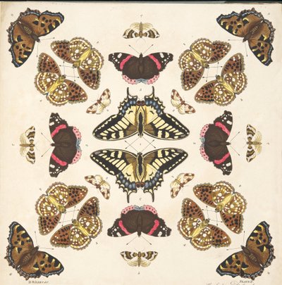 Detail von Tafel II, aus A Rare Depiction of Butterflies and Moths, veröffentlicht 1764 von Benjamin Wilkes