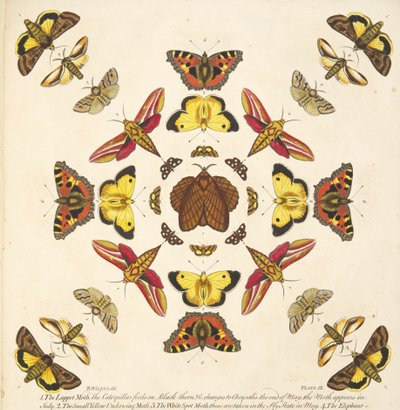 Detail von Platte IX, aus Eine seltene Darstellung von Schmetterlingen und Motten, veröffentlicht 1764 von Benjamin Wilkes
