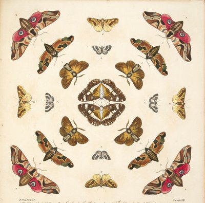 Detail von Tafel VIII, aus A Rare Depiction of Butterflies and Moths, veröffentlicht 1764 von Benjamin Wilkes