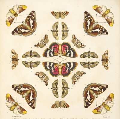 Detail von Tafel VI, aus A Rare Depiction of Butterflies and Moths, veröffentlicht 1764 von Benjamin Wilkes