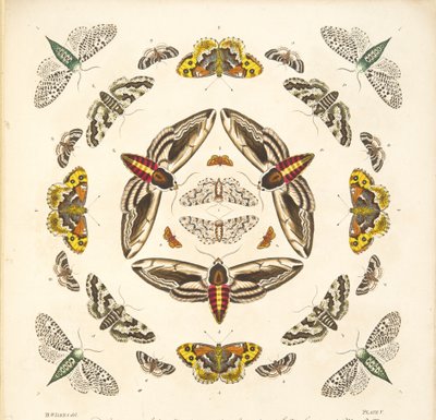 Detail von Tafel V, aus A Rare Depiction of Butterflies and Moths, veröffentlicht 1764 von Benjamin Wilkes