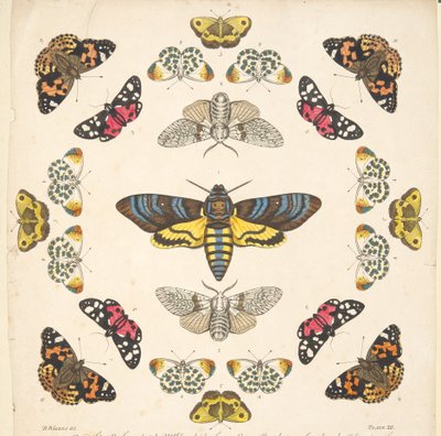 Detail aus Platte XII, aus Eine seltene Darstellung von Schmetterlingen und Motten, veröffentlicht 1764 (handkolorierter Kupferstich) von Benjamin Wilkes