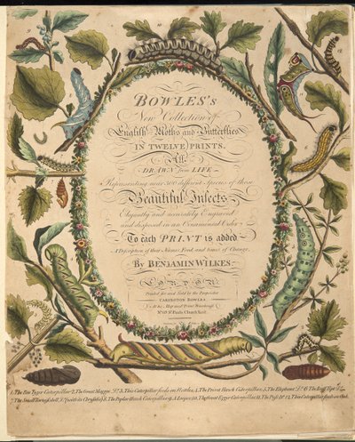 Frontispiz, aus A Rare Depiction of Butterflies and Moths, veröffentlicht 1764 von Benjamin Wilkes