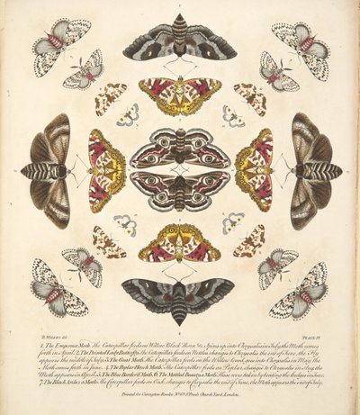 Tafel IV, aus A Rare Depiction of Butterflies and Moths, veröffentlicht 1764 von Benjamin Wilkes