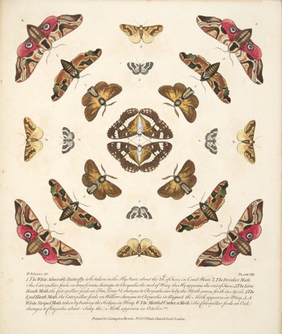 Tafel VIII, aus A Rare Depiction of Butterflies and Moths, veröffentlicht 1764 von Benjamin Wilkes