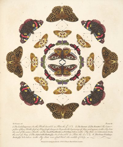 Tafel VII, aus A Rare Depiction of Butterflies and Moths, veröffentlicht 1764 von Benjamin Wilkes