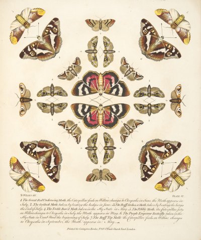 Tafel VI, aus A Rare Depiction of Butterflies and Moths, veröffentlicht 1764 von Benjamin Wilkes