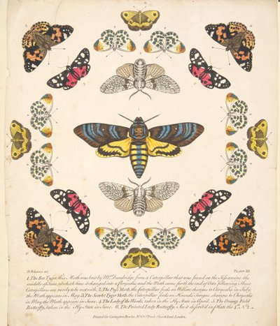 Tafel XII, aus 