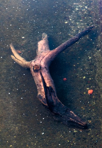 Kreuzförmiges Holzstück im Fluss Garonne, Toulouse, Haute-Garonne von Bernard Bonnefon