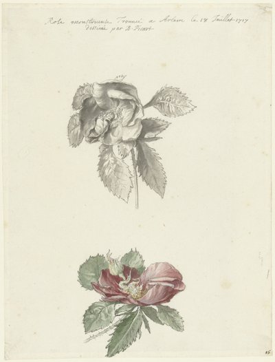 Studienblatt mit einer Rose von Bernard Picart