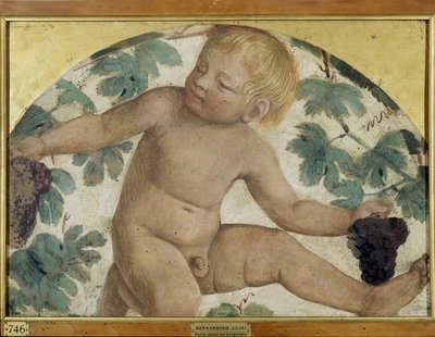 Erntende Putti - Putto unter einer Pergola, ca. 1514 (abgelöster Fresko auf Holz) von Bernardino Luini