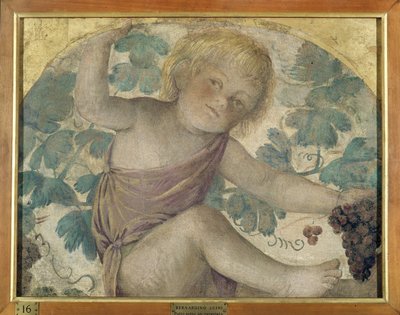 Erntende Putti - Putto unter einer Pergola von Bernardino Luini