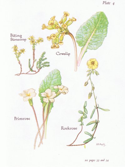 Mauerpfeffer, Schlüsselblume, Sonnenröschen, Primel, 1951 von Bessie D. Inglis